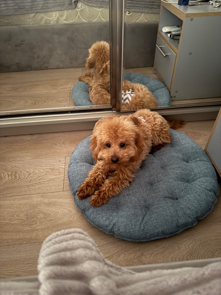Poodle male looking for a home — 1/4