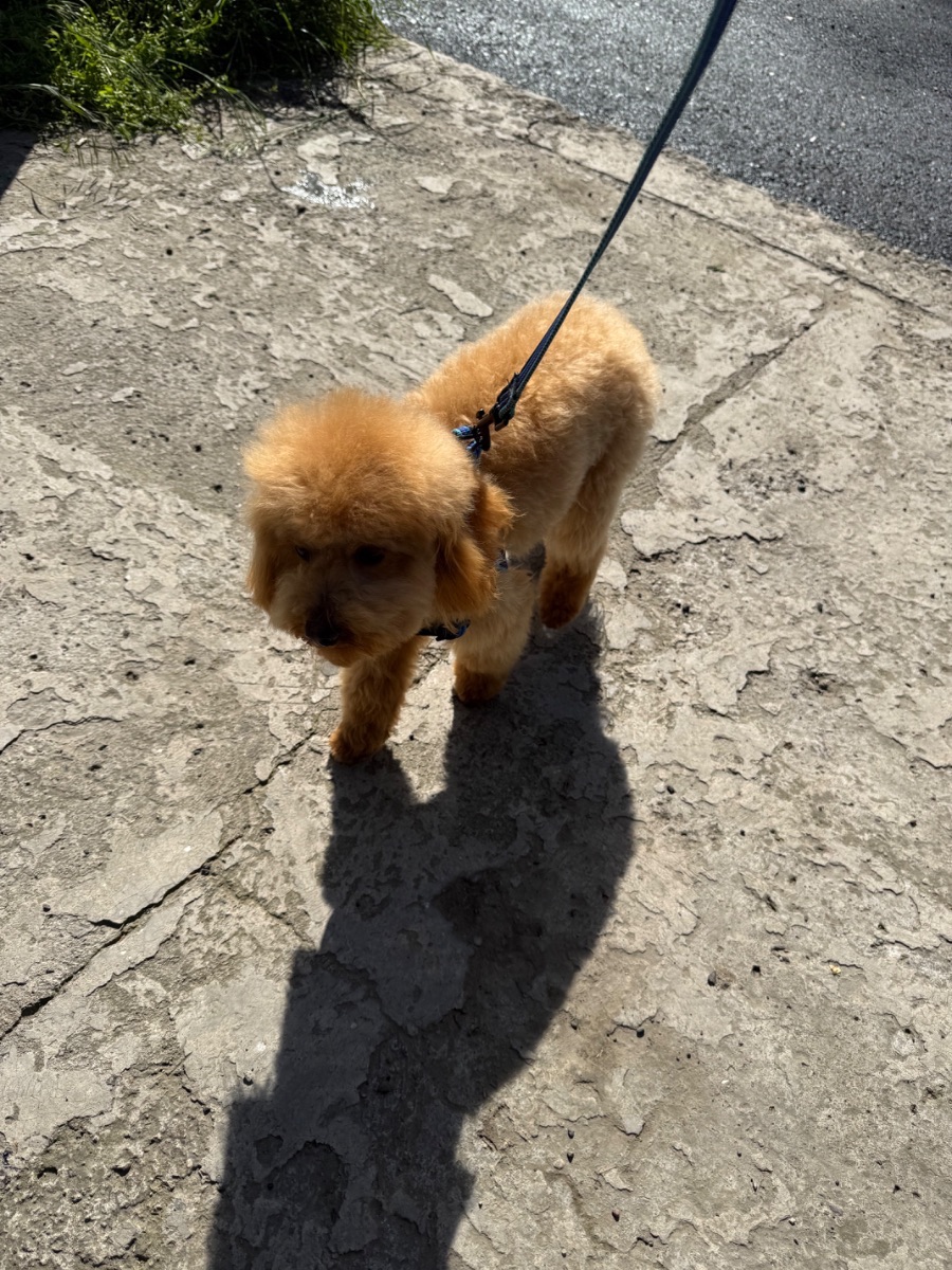 Poodle male looking for a home — 3/4