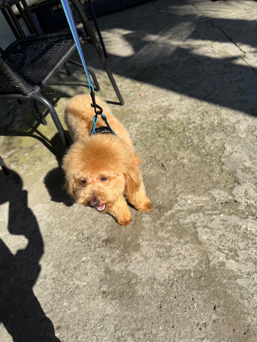 Poodle male looking for a home — 2/4