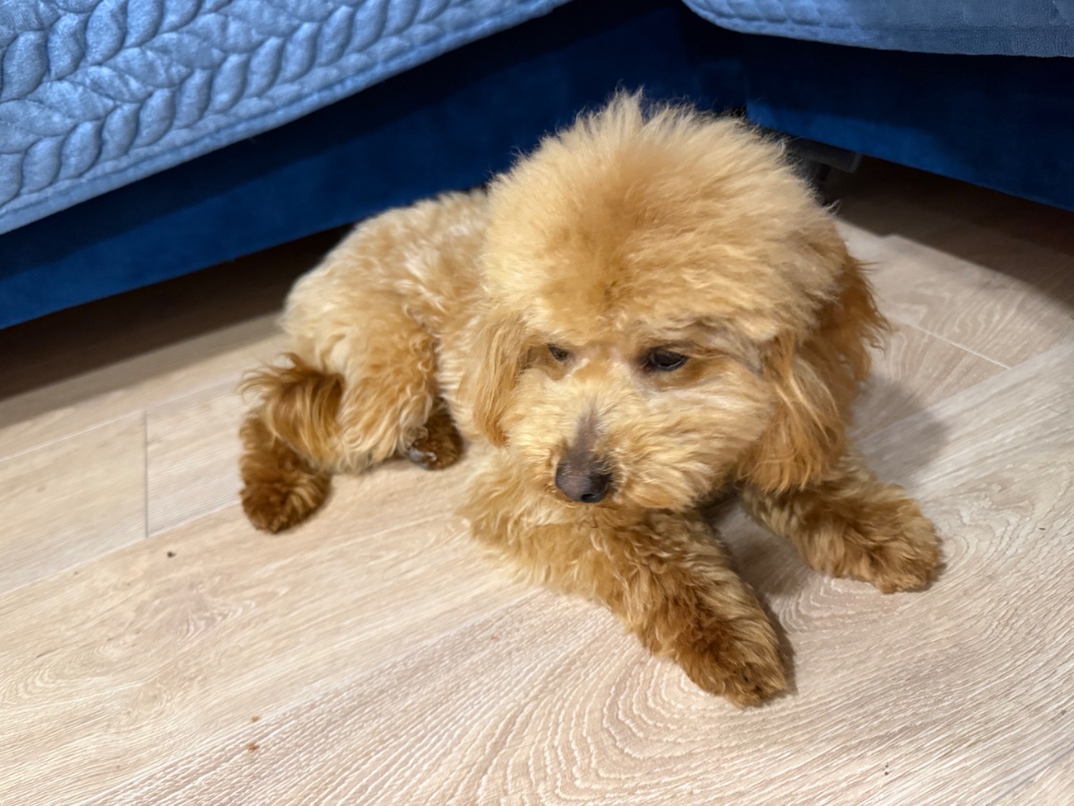 Poodle male looking for a home — 4/4
